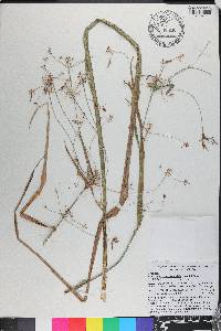 Rhynchospora corniculata image