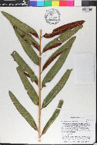 Acrostichum danaeifolium image