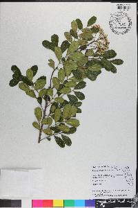 Zanthoxylum coriaceum image