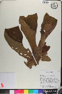 Columnea medicinalis image