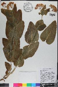 Asclepias humistrata image