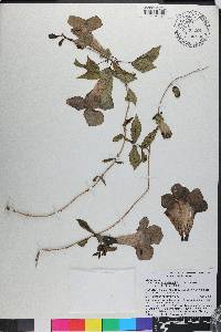 Dolichandra unguis-cati image