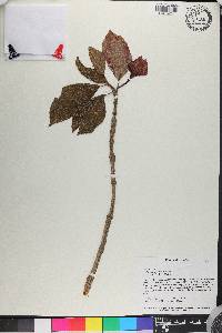 Columnea peruviana image