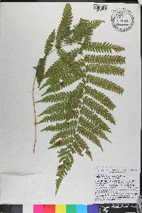 Thelypteris kunthii image