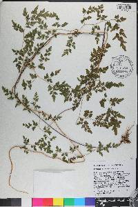 Lygodium japonicum image