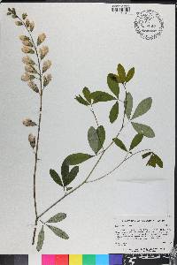 Baptisia alba image