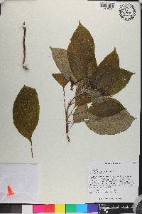 Gasteranthus villosus image