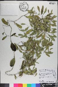 Smilax havanensis image