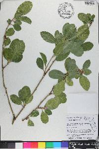 Solanum conocarpum image