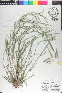 Bothriochloa pertusa image