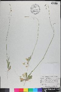 Wahlenbergia marginata image