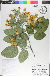 Senna bacillaris image