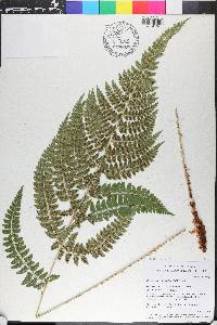 Polystichum platyphyllum image