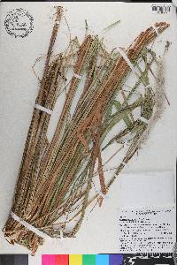 Imperata cylindrica image