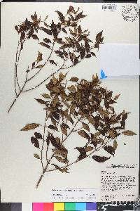 Miconia miguelfuertesii image