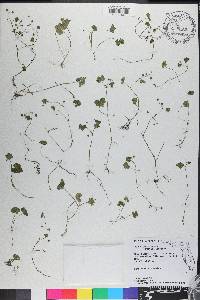 Hydrocotyle bowlesioides image