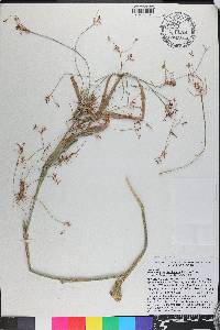 Rhynchospora corniculata image