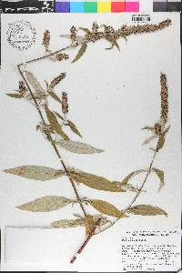 Buddleja asiatica image