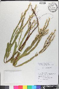 Baccharis crispa image