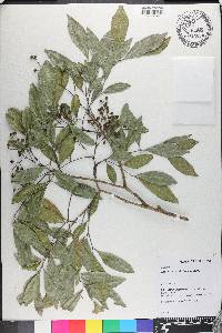 Zanthoxylum rhoifolium image