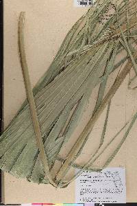 Sabal palmetto image