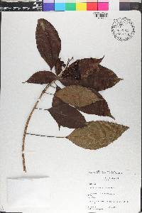 Dendropanax caucanus image