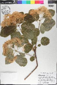 Chionanthus retusus image