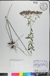 Eupatorium mohrii image