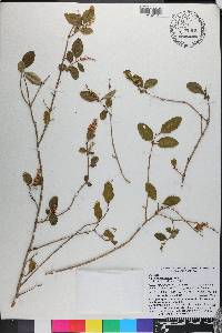 Ligustrum sinense image