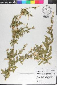 Nicotiana obtusifolia var. obtusifolia image