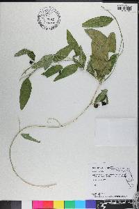 Passiflora suberosa image