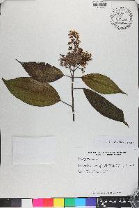 Miconia pyramidalis image