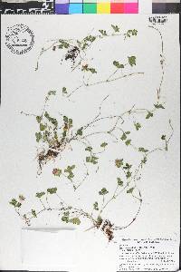 Potentilla indica image