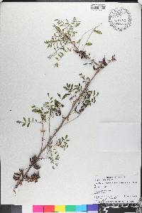 Indigofera suffruticosa image