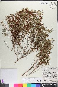 Miconia gracilifolia image
