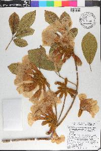 Handroanthus chrysotrichus image