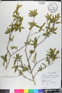 Terminalia australis image