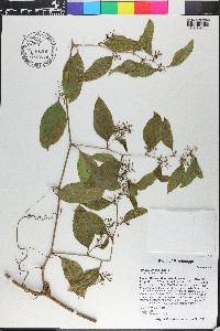 Smilax smallii image