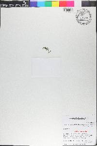 Didymoglossum punctatum image
