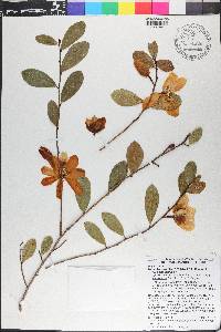 Magnolia laevifolia image