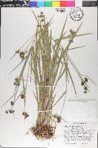 Fuirena breviseta image