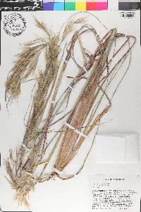Andropogon virginicus var. glaucus image
