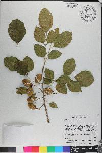 Pongamia pinnata image