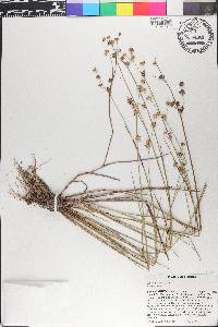 Juncus elliottii image