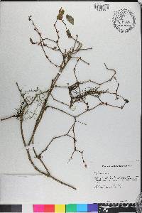 Begonia domingensis image