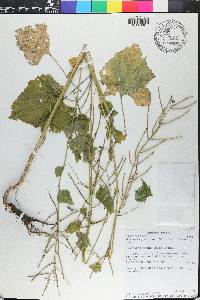 Alliaria petiolata image