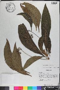 Rhytidophyllum tomentosum image