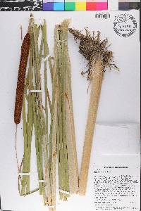 Typha angustifolia image