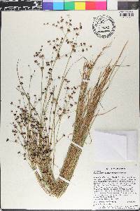Juncus brevicaudatus image