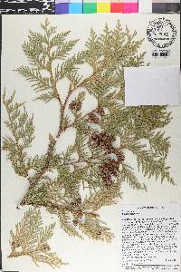 Thuja occidentalis image